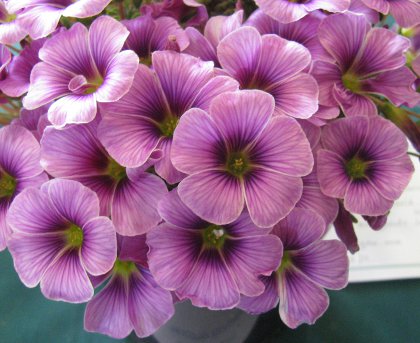 Oxalis enneaphylla 'Rosea'